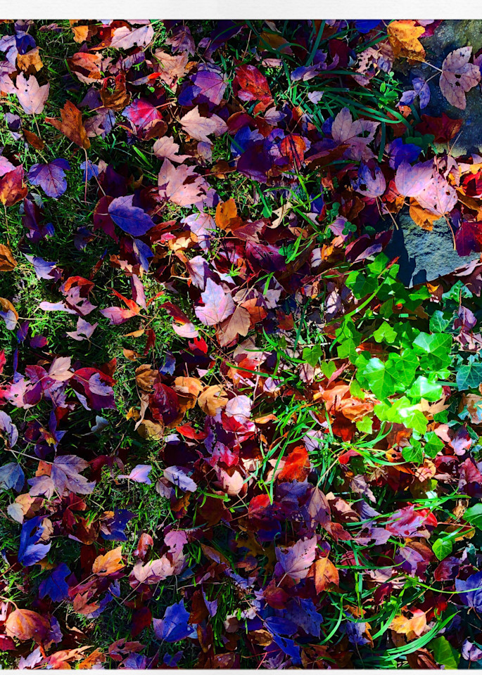Fall Leaves Surprise Instagram 