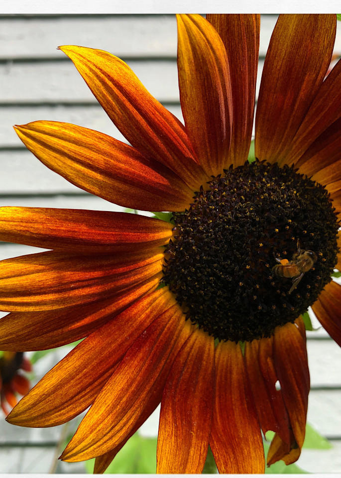 Instagram Honey Bee on Sunflower Print 