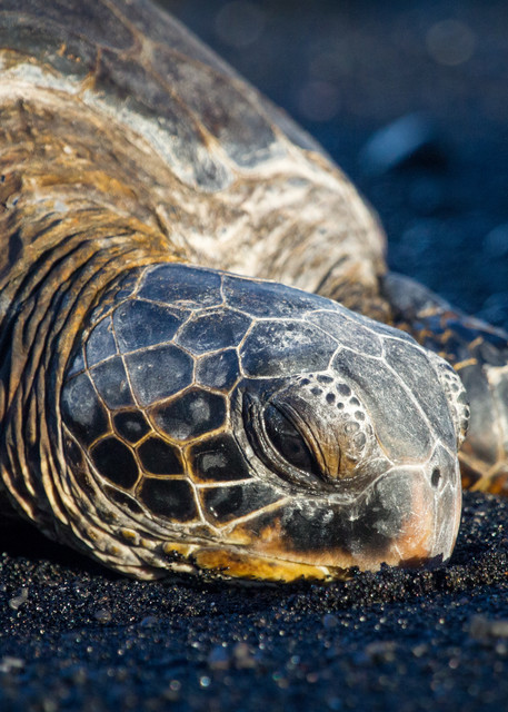 Sea Turtle on Black Sand Beach Honu
