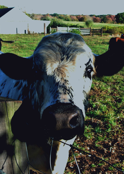 Spring Cow New Grass Photo Print