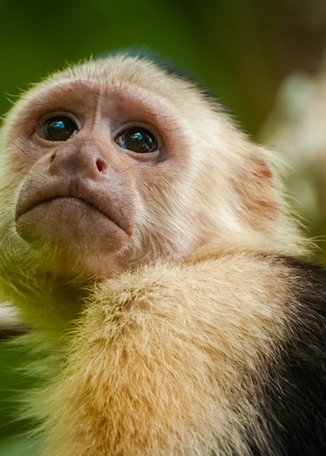 White Faced Capuchin Monkey Photography Art | Monteux Gallery