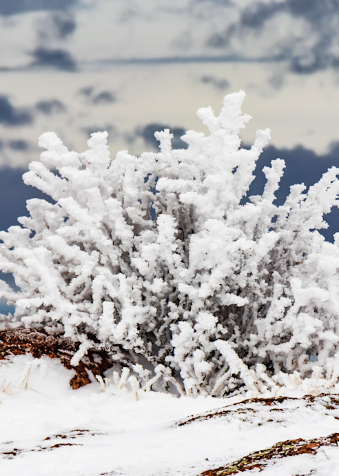 Snow Bush Art | Don Peterson Photography