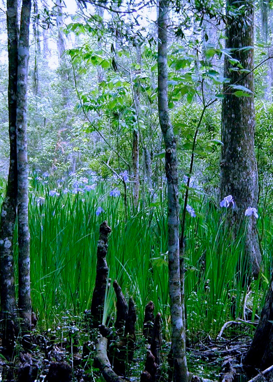 Wild Louisiana Irises  Art | rozcoxosbornephoto.com