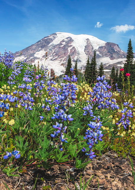 Mt Rainier Wildflowers Art | The Carmel Gallery