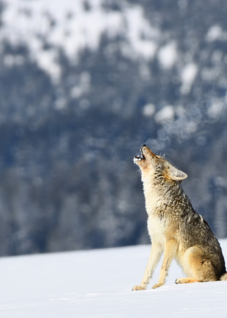 Coyote Breath Howling - Wyoming Wildlife Photographs - Yellowstone National Park - Fine Art Prints on Metal, Canvas, Paper & More By Kevin Odette Photography
