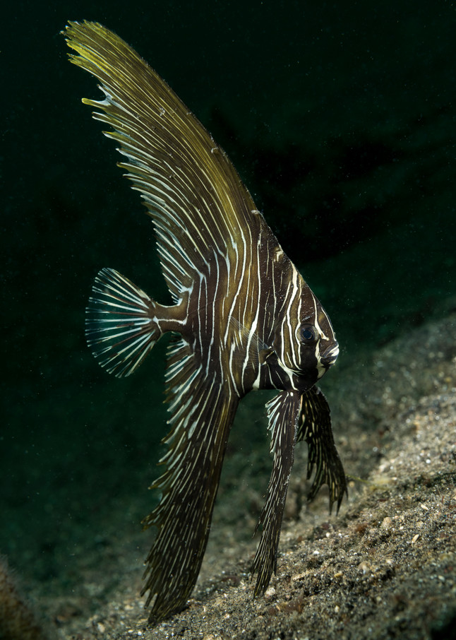Zebra Batfish, Lembeh Strait, Indonesia