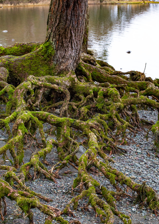 Tree Roots in the Lake District Photograph For Sale As Fine Art
