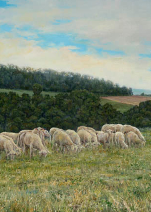 Tuscan Sheep by Holly Schapker.