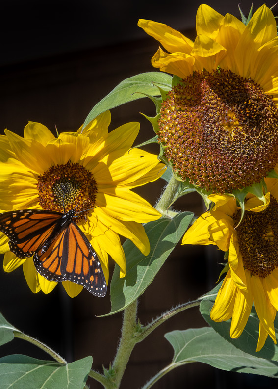 Monarch In The Sun Photography Art | Light of Day Gallery