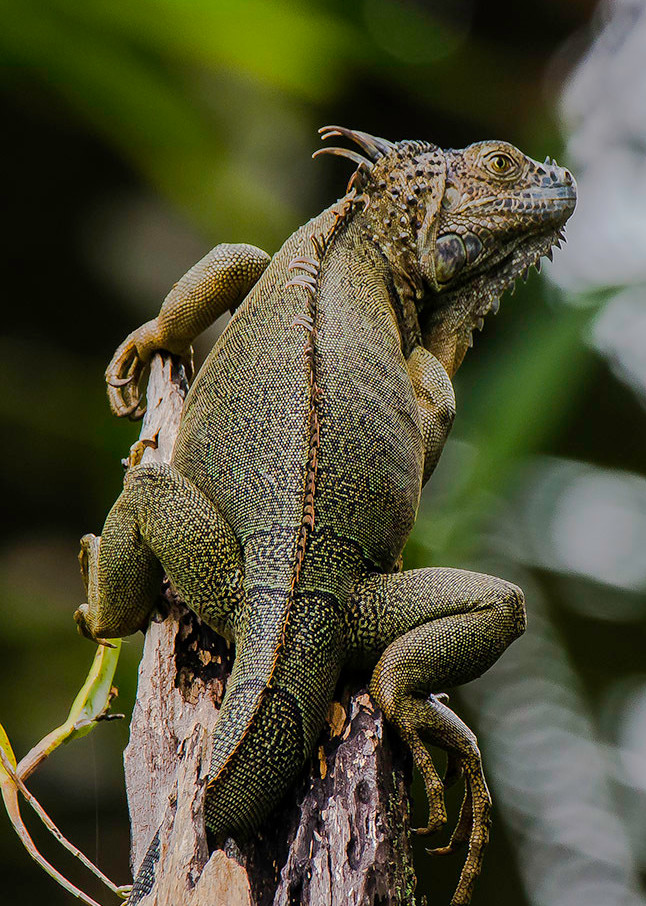 Fine Art Photograph of Green Iguana Female