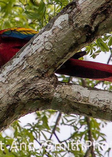 Scarlet Macaw, Ara macao, resting