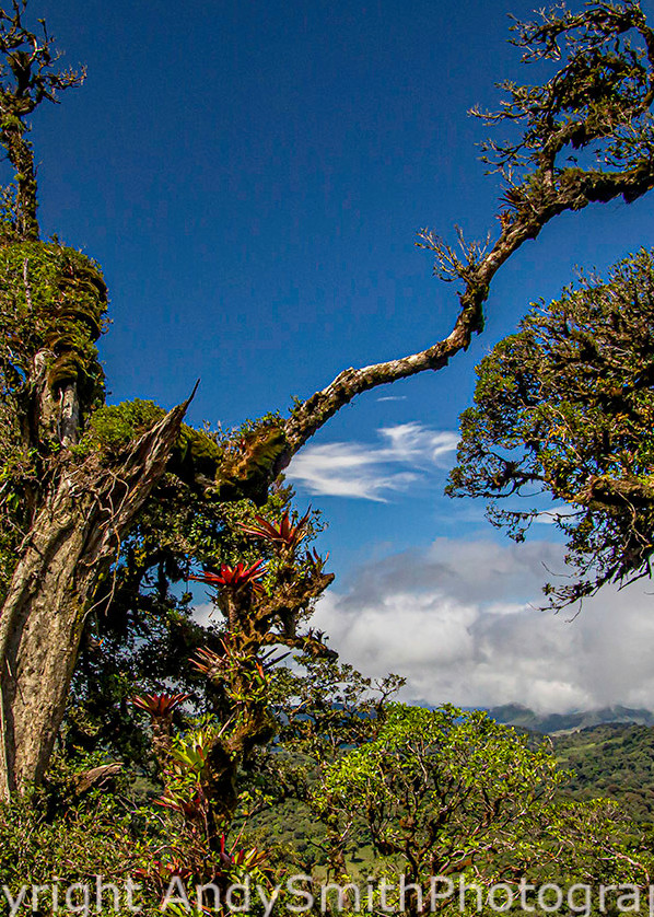 Tree in the Cloud Forest
