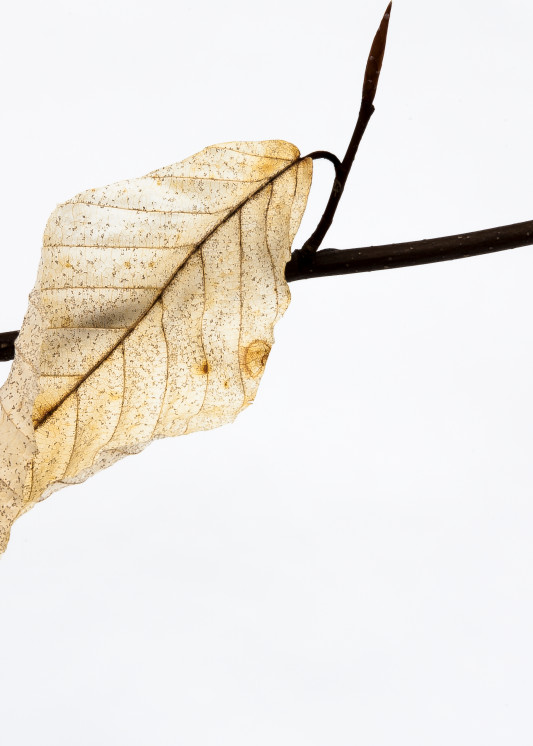 Last Leaf Photography Art | Robert Leaper Photography