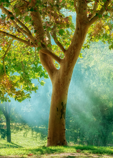 Tree of Light | Jarrod Ames Fine Art Photography