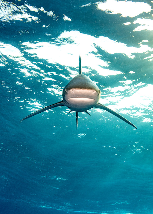 Imposing Stance is a photograph of an oceanic white tip shark available as fine art print for sale.