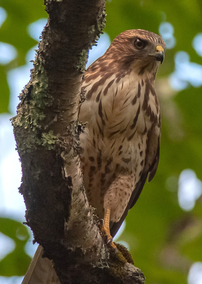 Broad Winged Hawk Photography Art | Monteux Gallery
