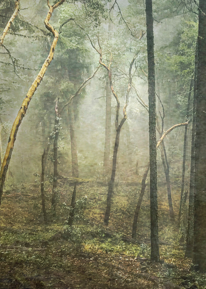 Thru The Trees Photography Art | Jae Feinberg Fine Art Photo