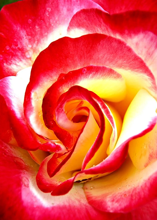 Red And White Rose Photography Art | KAT MILLER-PHOTO ARTIST