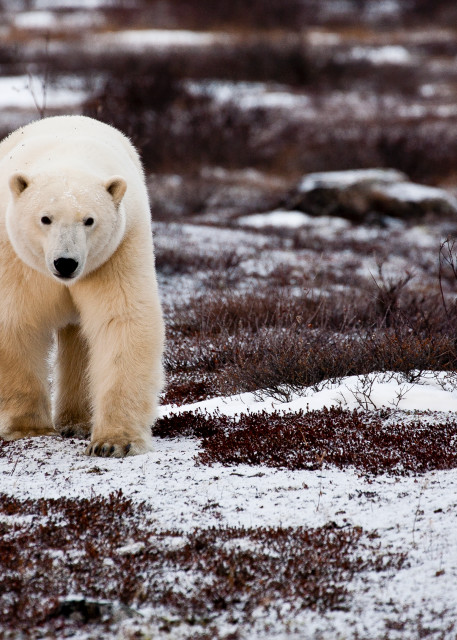 Curious Polar Bear, Seal River, Manitoba, Canada