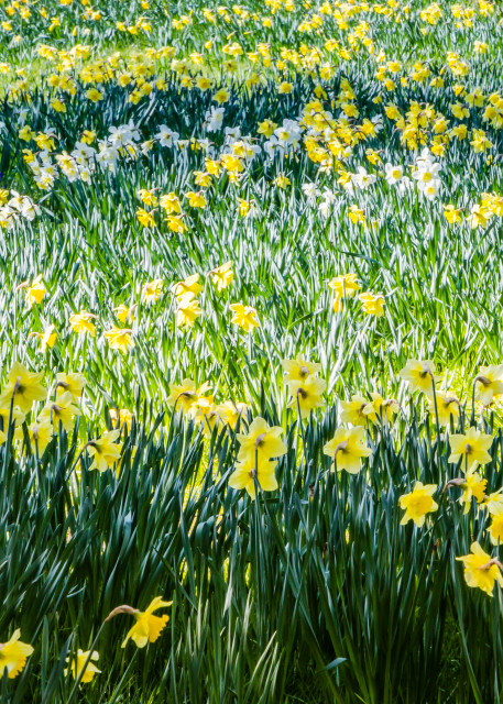 Daffodills Photography Art | Robert Leaper Photography