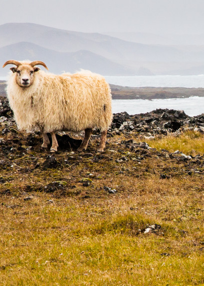 Lone Sheep Photography Art | Robert Leaper Photography