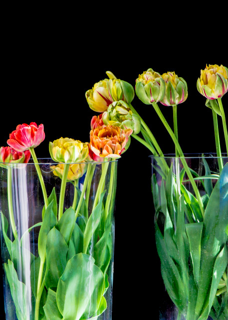 Tulips Photography Art | Robert Leaper Photography
