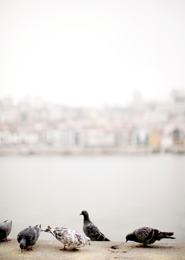  Birds Of Porto Photography Art | Belathée Fine Arts by Belathée Photography