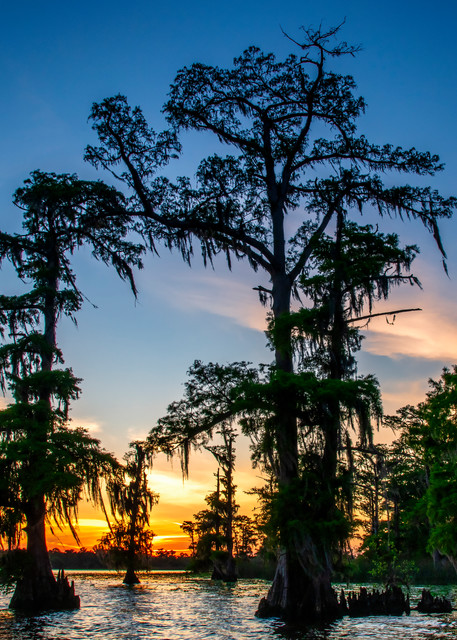 Lake Maurepas evening - Louisiana swamp fine-art photography prints