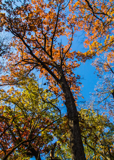 Fall Colors Overhead Photography Art | Lake LIfe Images