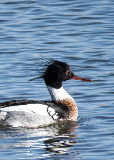 Male Red Breasted Merganser Photography Art | Lake LIfe Images