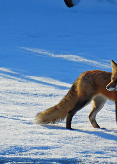 Foxy Photography Art | Lake LIfe Images