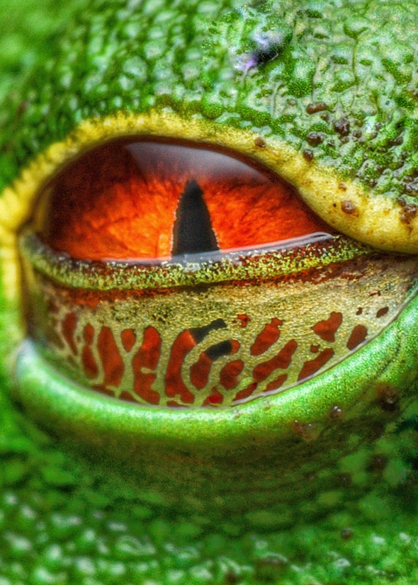 Frog Eye Art | Danny Johananoff