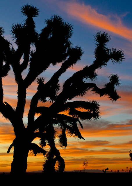 Ancient Joshua Tree Mojave Desert Sunrise