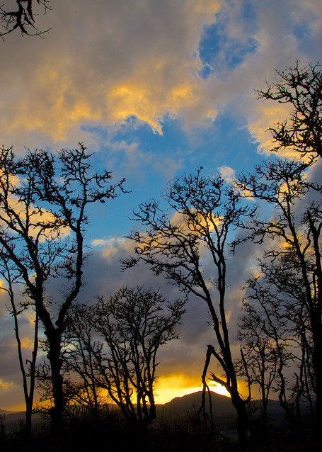 Dramatic Sky Through The Trees Art | Shaun McGrath Photography