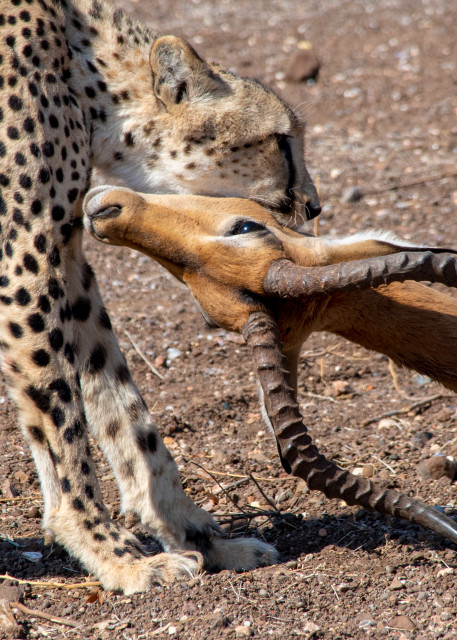 Cheetah Killing An Impala, South Africa Art | Roost Studios, Inc.