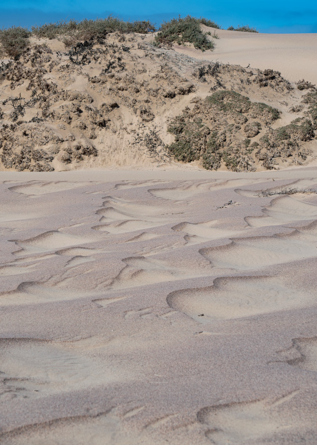 Namib Desert Art | Roost Studios, Inc.