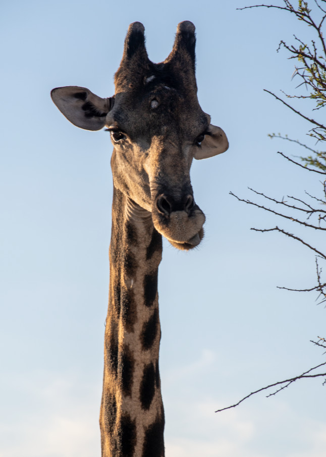 Giraffe, Namibia Art | Roost Studios, Inc.