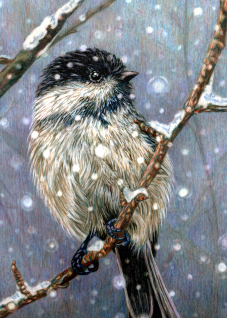 Winter Chickadee Art | Sherry Lamb Fine Art