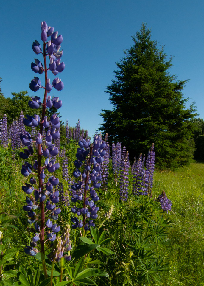 Lupines Photography Art | Monteux Gallery