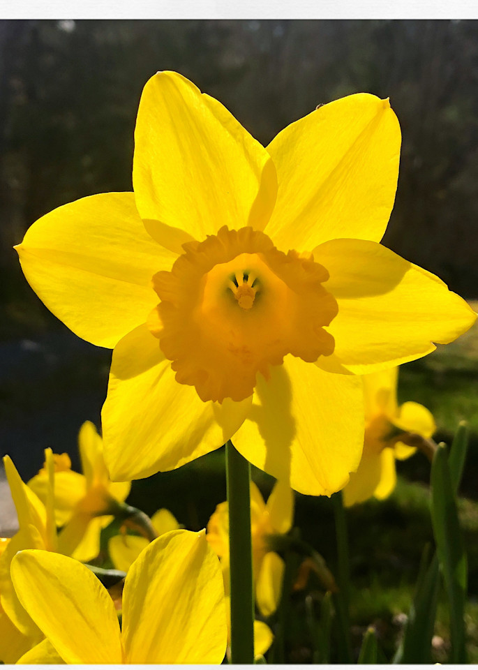 One  Brilliant Easter Daffodil 
