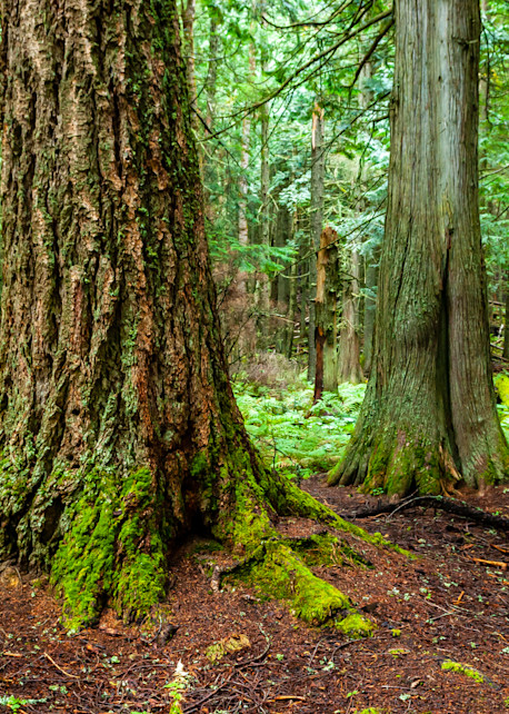 Trail Of The Cedars Art | Brandon Hirt Photo