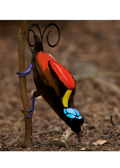 Wilson’s Bird-of-Paradise, colorful bird art for your home.