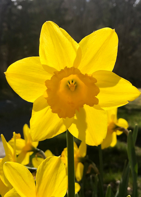 Daffodil Splendor by George Delany 