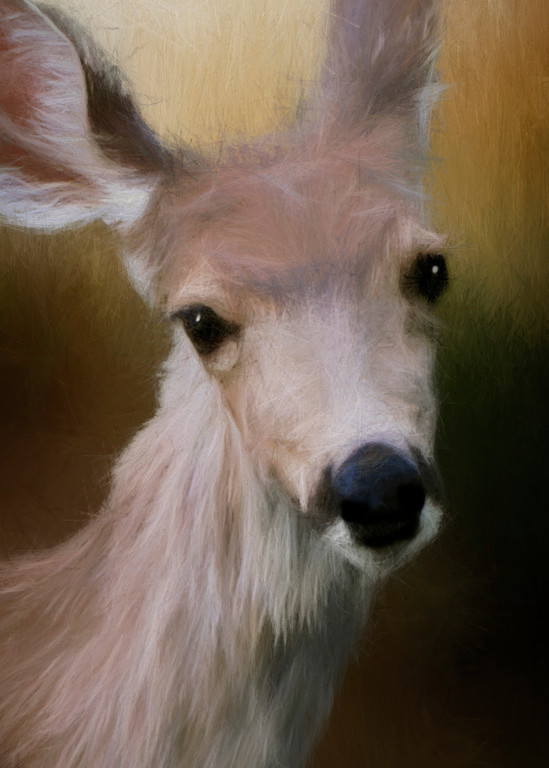 Deerly Beloved Art | chuckrenstrom.com