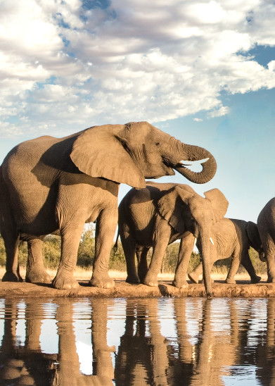 Elephants At A Botswana Waterhole  Art | URSUS NATURE PHOTOGRAPHY