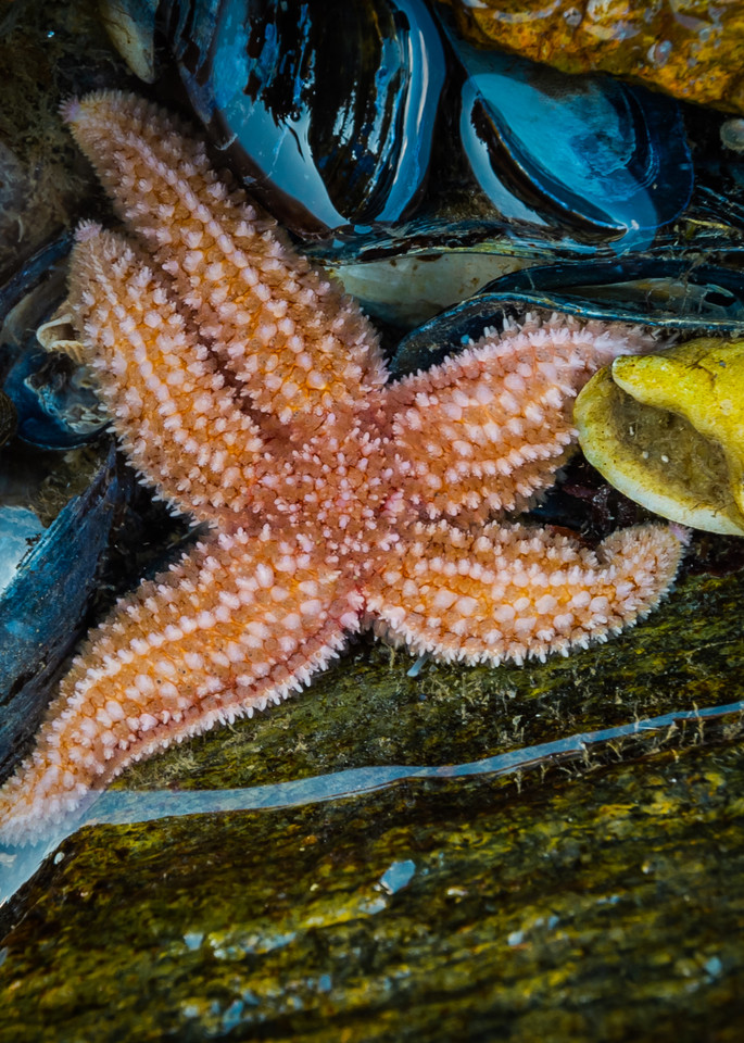 Sea Star & Friends Photography Art | Monteux Gallery