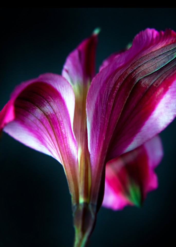 Botanical 1 Photography Art | MPF Gallery