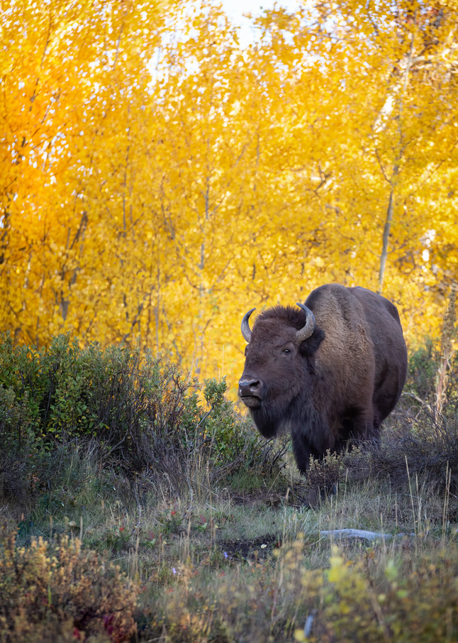 Bison in front of golden aspen