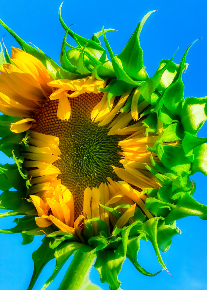 Sunflower Series06 Art | Mark Steele Photography Inc