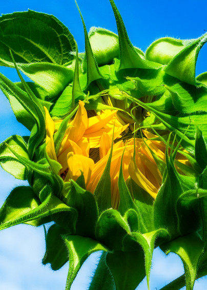 Sunflower Series11 Art | Mark Steele Photography Inc